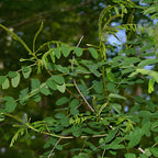 Amorpha fruticosa Live Plants 6–12 Inch | False Indigo Bush Starter Tree | Fast-Growing Native Plant with Showy Purple Blooms | Great for Wild Gardens