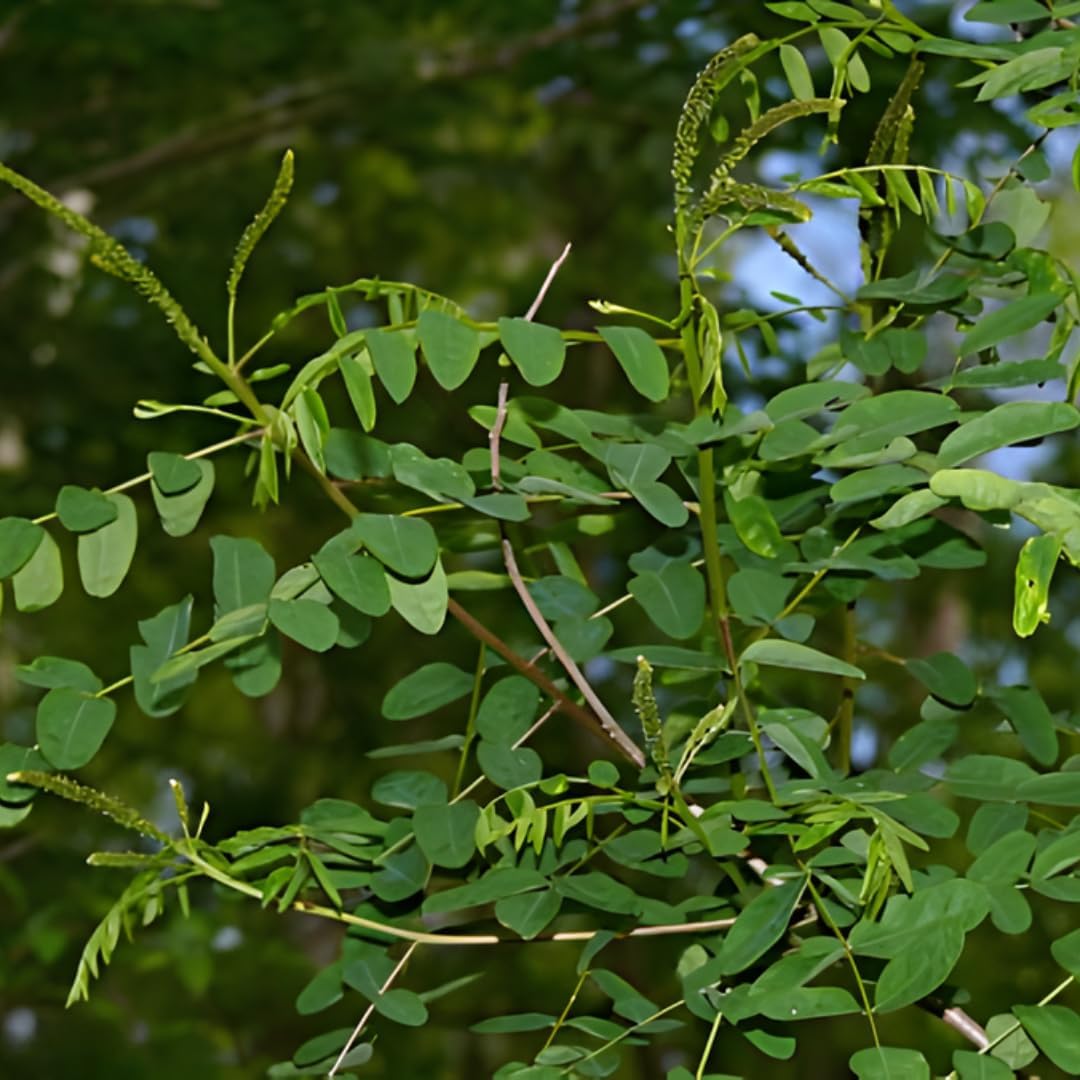 Amorpha fruticosa Live Plants 6–12 Inch | False Indigo Bush Starter Tree | Fast-Growing Native Plant with Showy Purple Blooms | Great for Wild Gardens