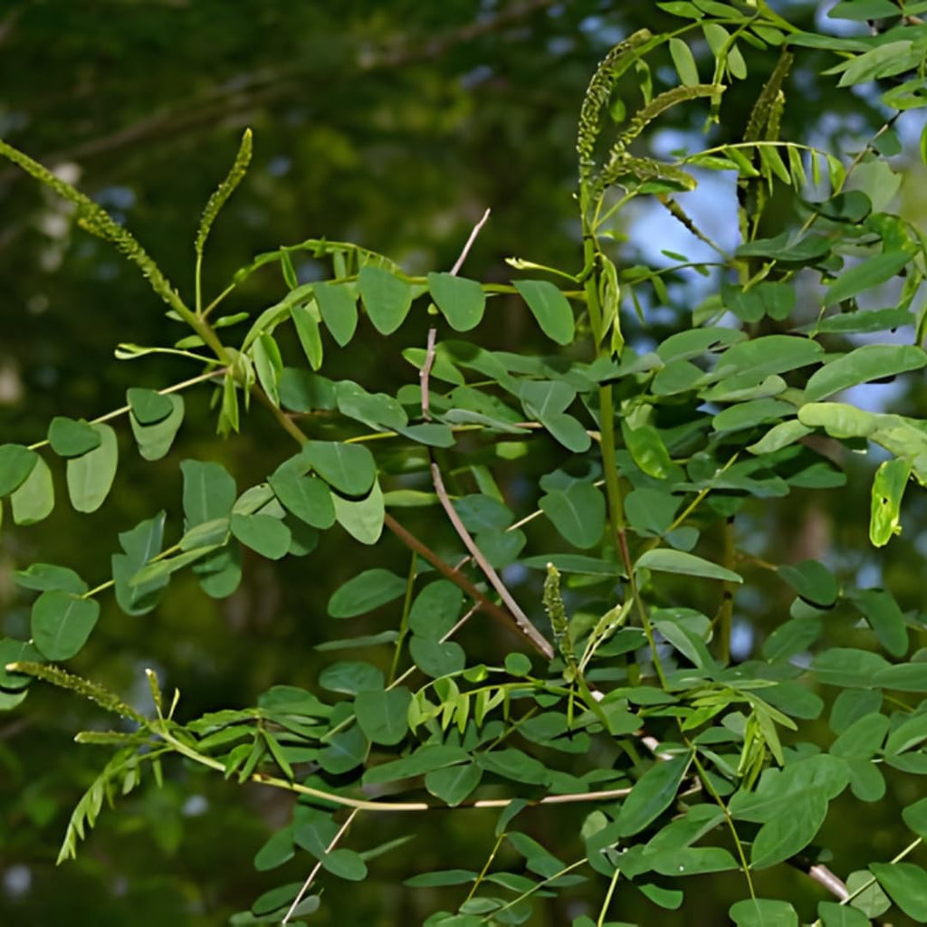 False Indigo Bush Live Plant Trees 6–12 Inch | Vibrant Purple Flower Spikes | Drought-Tolerant Amorpha Fruticosa for Garden Borders & Eco-Friendly Landscaping
