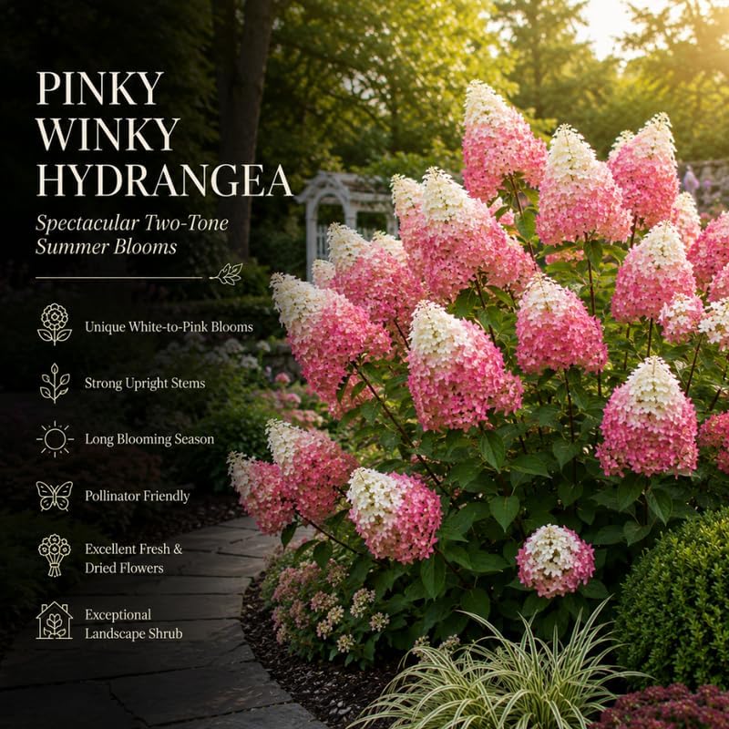 2 Pinky Winky Hydrangea Live Plants in Quart Pot, 6-12" Tall Hydrangea Bushes Ready to Plant, Grow Robust Floral Clusters for Hedges & Outdoor Landscapes