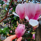 2 Jane Magnolia Plants Live | Jane Magnolia Tree Live Plant for Outdoor Growing | 8–12 Inches Tall Rooted Cuttings | Ideal for Garden Planting and Landscape Use