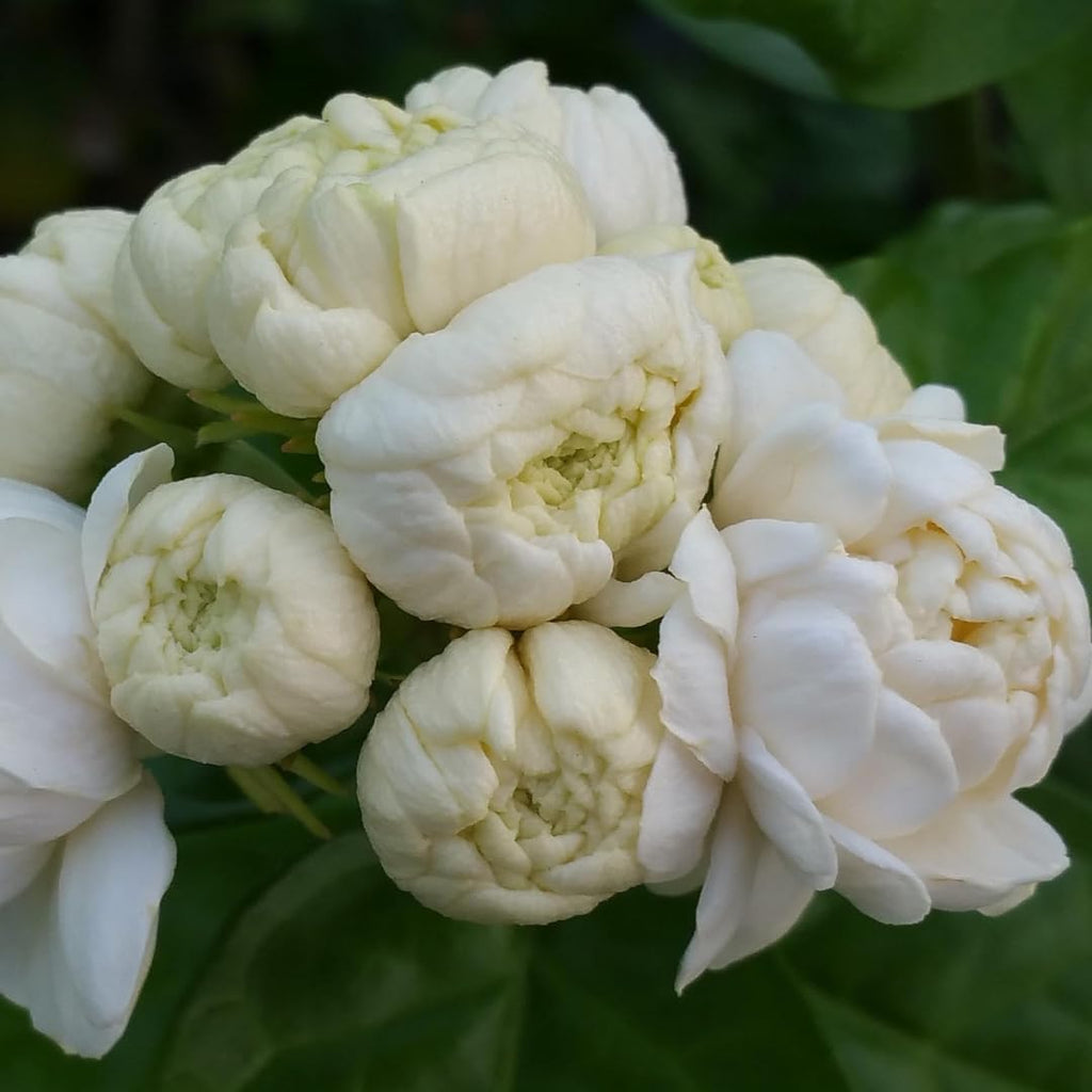 3 Count Jasmine Live Plant | Grand Duke of Tuscany Jasmine | Produce Fragrant Flowers | Live Jasmine Plant for Outdoor Garden or Home Office | 4 to 6 Inc