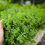 2 Thyme Plants Live, Lemon Thyme, Aromatic Potted Herb, Well-Rooted 4" Plant for Indoor Windowsills and Outdoor Spots