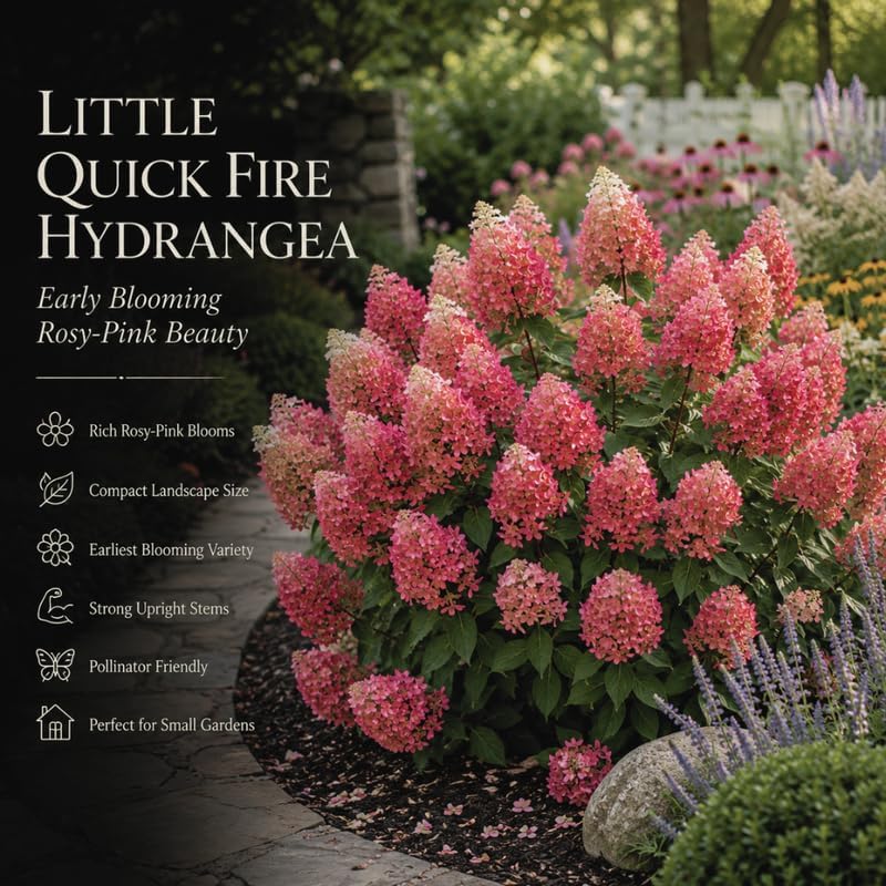 Little Quick Fire Hydrangea Plants Live, Live Hydrangea Plant in Quart Pot, Well-Rooted Cold-Hardy Shrub, Two-Toned Blooms for Gardens