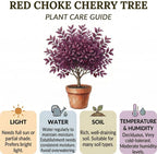 Live Red Choke Cherry Tree in 2.5 Inch Pot, Well Rooted, Easy Care Chokecherry Plant, Ornamental Plant with Red Foliage for Garden & Landscape