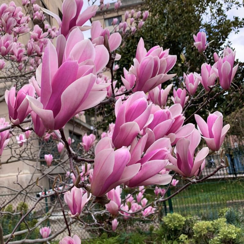 2 Jane Magnolia Trees Live Plants | Japanese Magnolia Tree Live Plant | 8–12 Inch Rooted Cutting Plants | Suitable for Yard Growing and Seasonal Flower Display