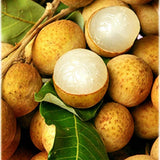 Longan Kohala Live Plant | Air Layer Tree |30-36 Inches Tall | Sweet Longan Variety| Easy to Grow Tropical Tree for Home Gardens & Backyards (No Ship to CA,HI,AK)