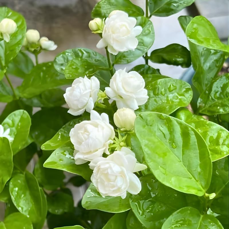 Grand Duke Jasmine Flower Plant Live | 4 to 5 Inch Tall | Easy to Grow Fragrant Jasmine | Gift-Ready Houseplant for Home Décor, Friends & New Beginnings