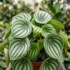 Peperomia Live Plant, Peperomia Watermelon Houseplant in 4'' Inch Pot, Easy Indoor Plant Live for Shelves, Desks & Small Spaces