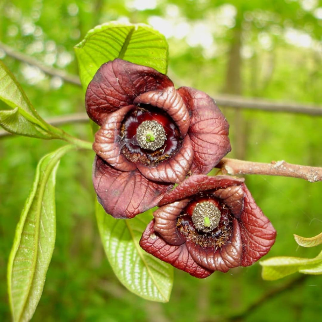 Set 2 Pawpaw Tree Live Plant 7-10 Inch Tall | Cold Hardy Fruit Tree | Tropical-Like Pawpaw Fruit | Easy to Grow Native Tree for Home Garden & Orchard