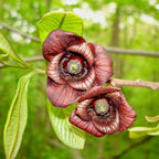 Set 2 Pawpaw Tree Live Plant 7-10 Inch Tall | Cold Hardy Fruit Tree | Tropical-Like Pawpaw Fruit | Easy to Grow Native Tree for Home Garden & Orchard