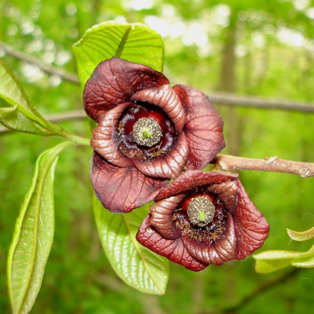 Set 2 Pawpaw Tree Live Plant 7-10 Inch Tall | Cold Hardy Fruit Tree | Tropical-Like Pawpaw Fruit | Easy to Grow Native Tree for Home Garden & Orchard