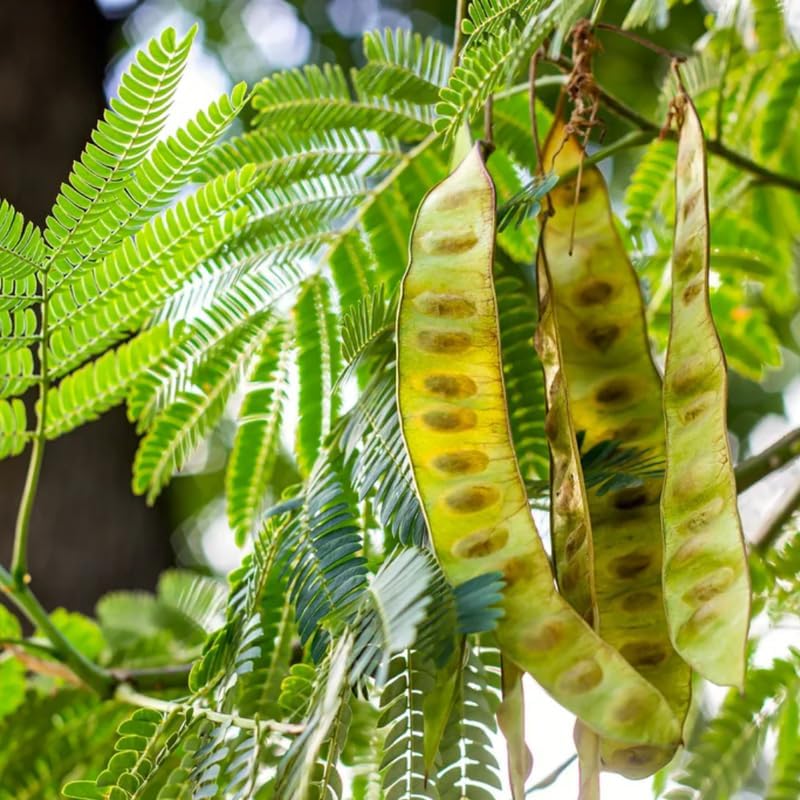 2 Honey Locust Treee Plants – Fast-Growing, Hardy Outdoor Trees | 6–12 Inch | Low-Maintenance