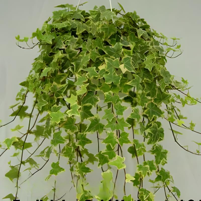 Glacier English Ivy Live Plants in 4” Inch Pot | Fast-Growing Variegated English Ivy Houseplant with Trailing Vines | Glacier English Ivy Indoor Plant for Hanging Planters & Indoor Landscaping