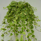Glacier English Ivy Live Plants in 4” Inch Pot | Fast-Growing Variegated English Ivy Houseplant with Trailing Vines | Glacier English Ivy Indoor Plant for Hanging Planters & Indoor Landscaping