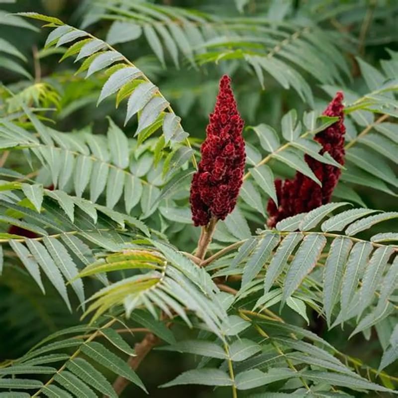 2 Staghorn Sumac Live Plants - 6–12 Inch Tall | Well Rooted | Vibrant Autumn Foliage