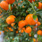 (No Ship to CA,HI,AK) Hamlin Orange Trees Live Plants| 1 Gallon Live Potted Citrus Plant | Sweet Juicy Fruit Tree for Indoor & Outdoor Spaces