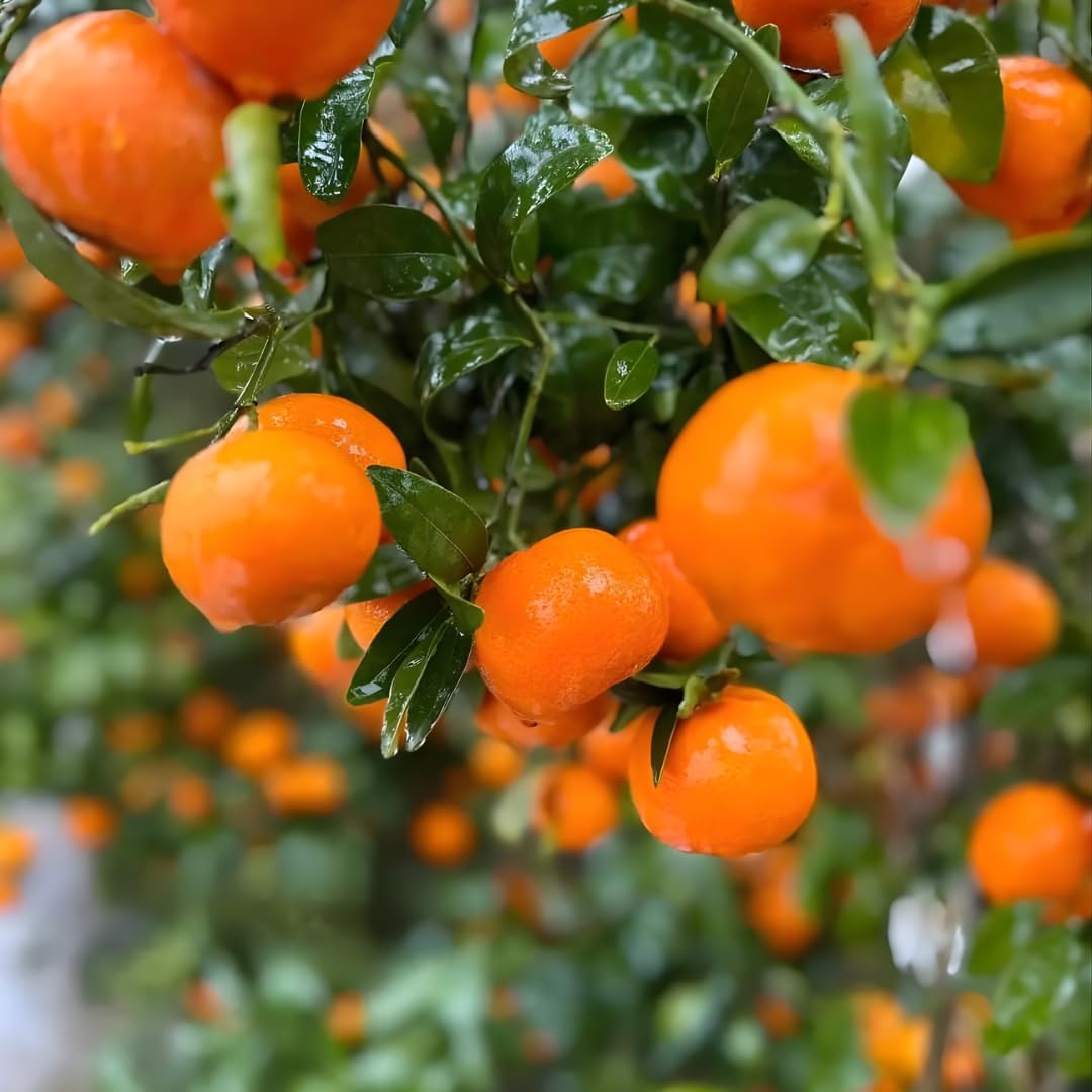 (No Ship to CA,HI,AK) Hamlin Orange Trees Live Plants| 1 Gallon Live Potted Citrus Plant | Sweet Juicy Fruit Tree for Indoor & Outdoor Spaces