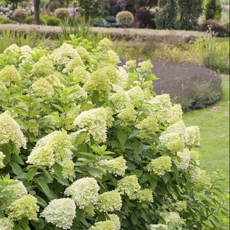 Limelight Hydrangea Shrub Live Plant | 1 Quart Pot | Low Maintenance Flowering Deciduous Tree Alternative | Robust Established Plant for Landscapes