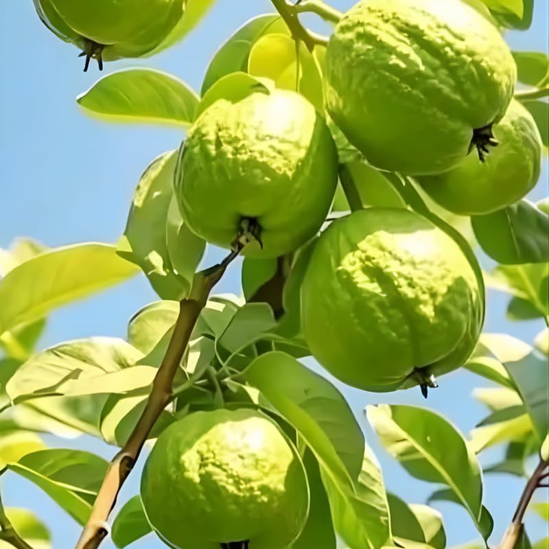 (No Ship to CA,HI,AK) Guava Tree Live Plant - Thai White Guava, 3 Gallon Pot, 2-3 Feet Tall, Tropical Fruit Tree Live Plants for Backyard and Large Containers
