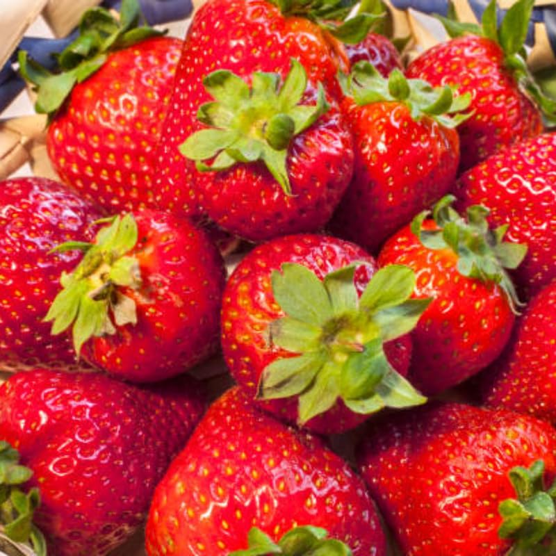 50 Allstar Strawberry Bare Root Plants, Well-Rooted Edible Fruit Starters, Junebearing Berry Shrub for Home Garden Rows and Raised Beds