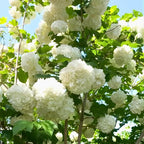2 Japanese Snowball Bush Live Plants | Snowball Bush Live Plant for Gardens | 1–2 Feet Tall Bare Root Shrubs | Great for Borders, Hedges, and Landscape Design