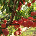 (No Ship to CA,HI,AK) Flordaking Peach Tree Live Plant, 3 Gallon Pot - 3 Ft Tall, Sweet & Juicy Peaches, Self-Pollinating Fruit Tree for Backyard Orchards & Patio Landscaping