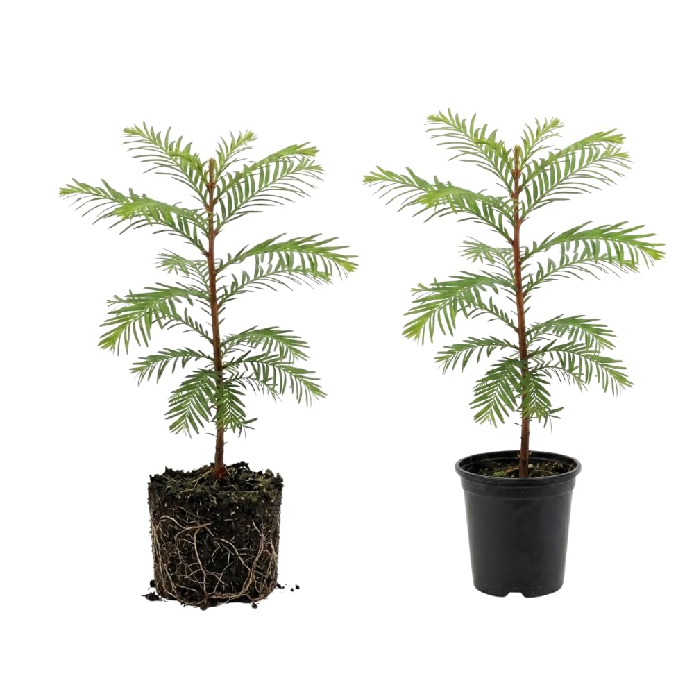 2 Large Redwood Tree Live Plants, Easy Care Redwood Sapling, Hardy, Exotic Foliage, Fast-Growing Evergreen Tree for Outdoor Spaces
