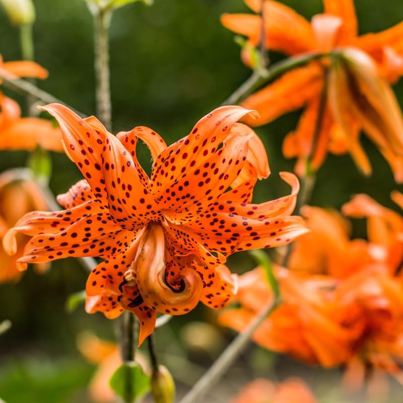 Tiger Lily Bulbs, Set 3 Lily Bulbs for Fall Planting, Bold Orange Spotted Blooms, Live Perennial Flower Bulbs for Garden Rows and Borders