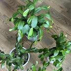 Red Easter Cactus Live Plant | Spring Easter Cactus 3 Inch Tall | Vibrant Red Blooms | Easter Cactus Plants Live for Desk, Shelf or Gift