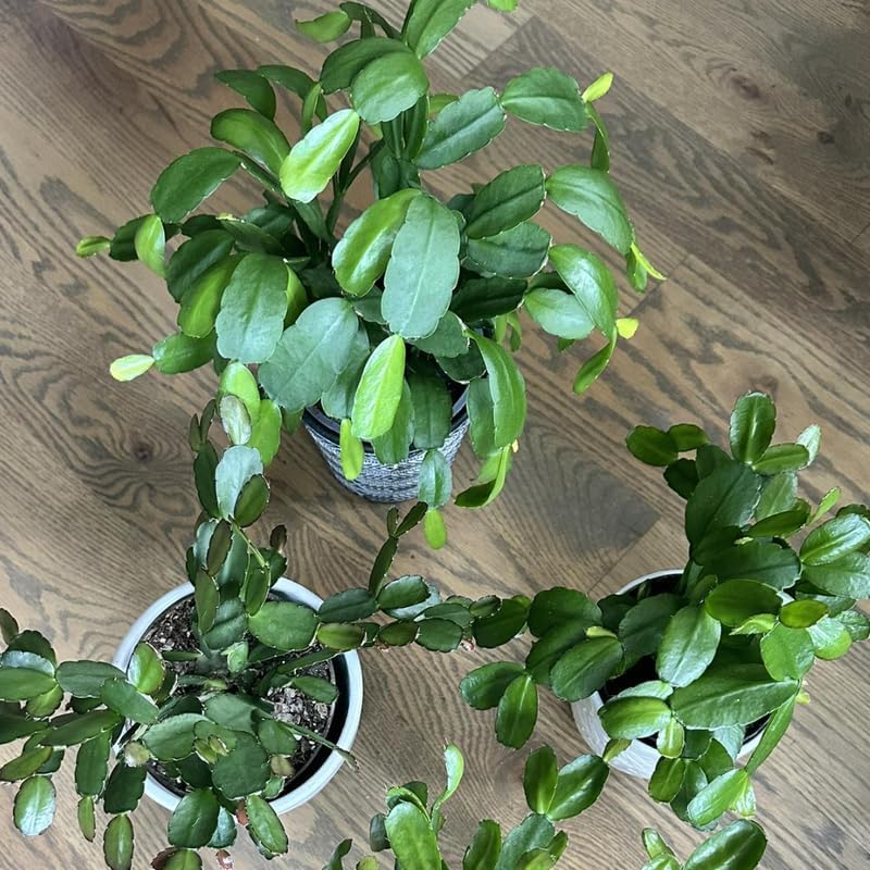 Red Easter Cactus Live Plant | Spring Easter Cactus 3 Inch Tall | Vibrant Red Blooms | Easter Cactus Plants Live for Desk, Shelf or Gift