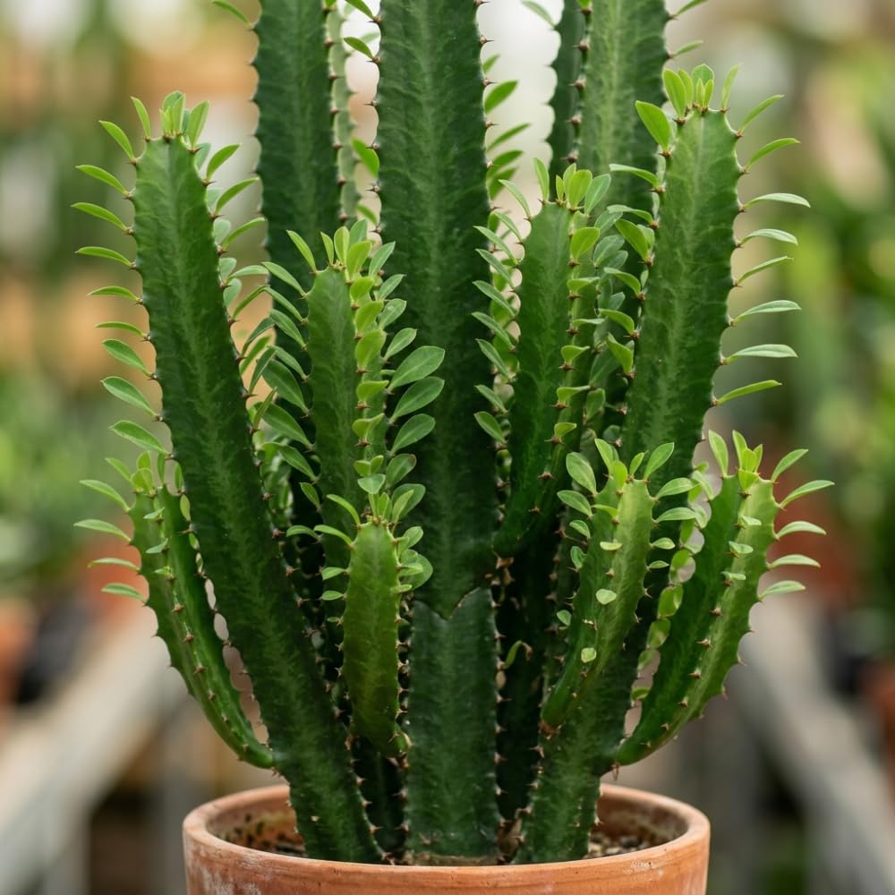 African Milk Tree, 3 Inch Potted Euphorbia Trigona, Low Maintenance Indoor Succulent with Upright Stems for Home & Office Decor