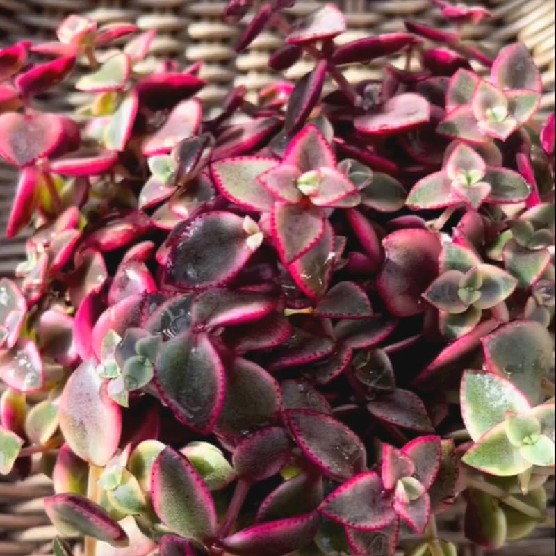 Pink Calico Kitten Plant Live in 4 Inch Pot | Variegated Trailing Crassula with Soft-Pink Leaves | Ideal for Desks, Bookshelves, and Small Indoor Decor Projects