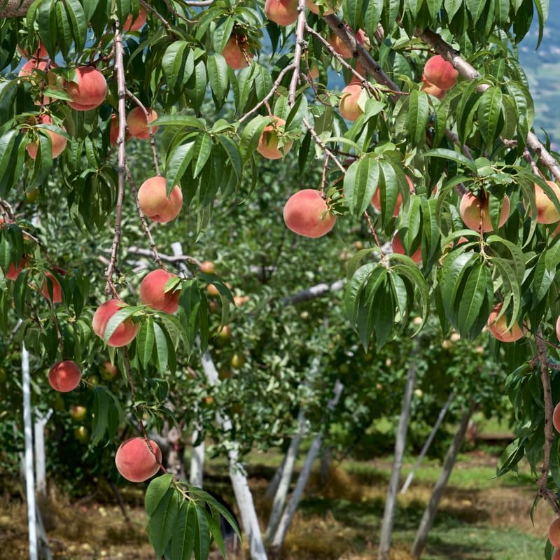 (No Ship to CA,HI,AK) Flordaking Peach Tree Live Plant, 3 Gallon Pot - 3 Ft Tall, Sweet & Juicy Peaches, Self-Pollinating Fruit Tree for Backyard Orchards & Patio Landscaping