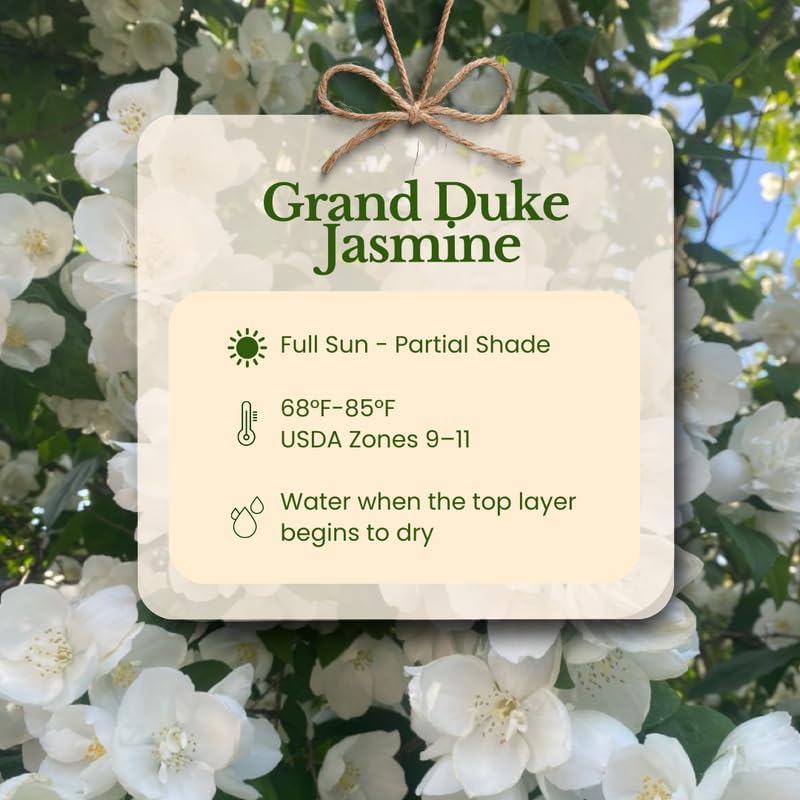 Grand Duke Jasmine Plant 5-8 Inch Tall Starter, Fragrant Double Bloom Arabian Jasmine for Patios and Home Gardens