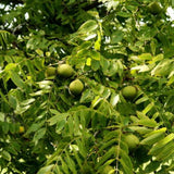 Black Walnut Trees Live Plants, 12-18 Inch Tall in 4" Pot, Low Maintenance Native Nut Plant, Robust Well-Rooted Starter Tree