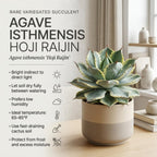 Variegated Agave Succulent Plant, 4" Pot, Robust Agave Isthmensis Hoji Raijin with Spiky Rosette, Sturdy Growth for Desks