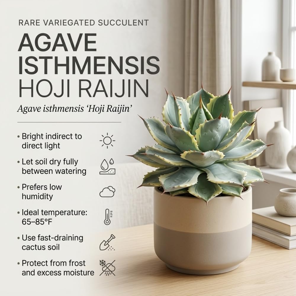 Variegated Agave Succulent Plant, 4" Pot, Robust Agave Isthmensis Hoji Raijin with Spiky Rosette, Sturdy Growth for Desks
