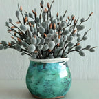 2 French Pussy Willow Live Plants | Pussy Willow Tree Live Plant for Outdoor Planting | 1–2 Feet Tall Well-Established Trees | Ideal for Landscape and Seasonal Interest