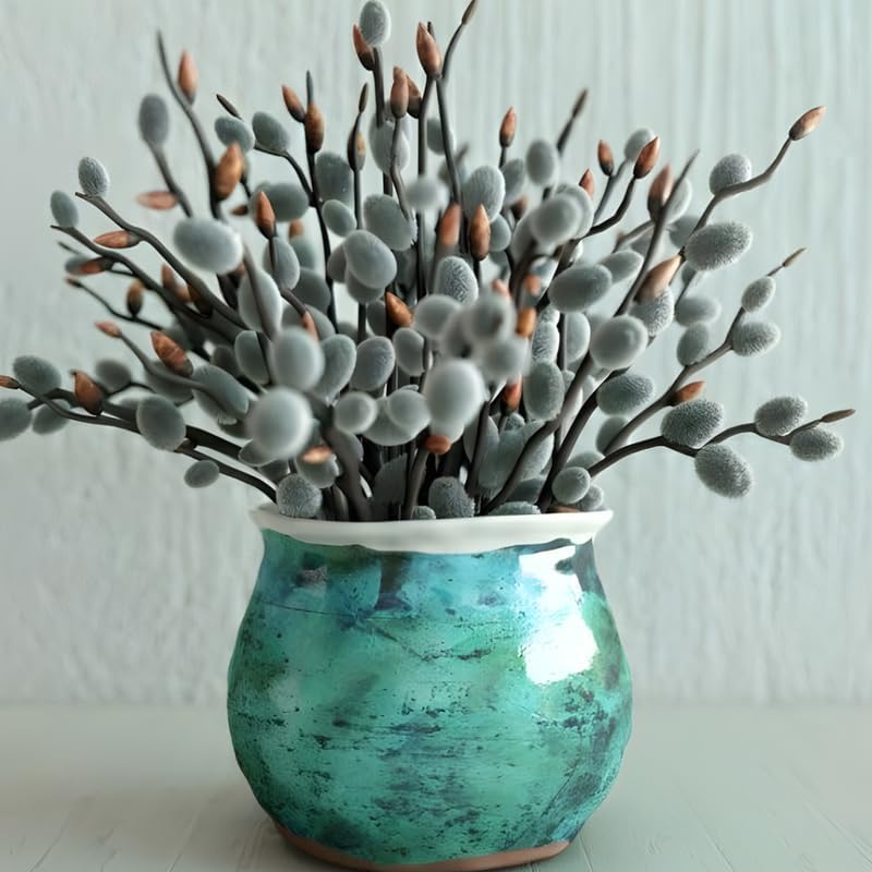 2 French Pussy Willow Live Plants | Pussy Willow Tree Live Plant for Outdoor Planting | 1–2 Feet Tall Well-Established Trees | Ideal for Landscape and Seasonal Interest