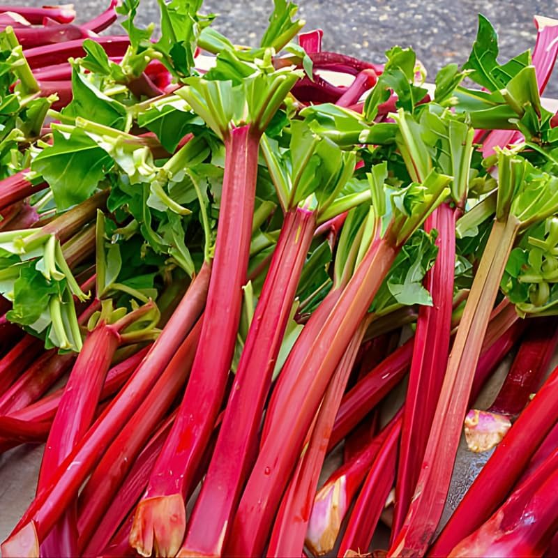 3 Rhubarb Roots for Planting, Large Red Cherry Rhubarb Crown, Fast-Growing Hardy Rhubarb Plant for Outdoor and Backyard Gardens,Hardy Non GMO Plant for Homegrown Gardens