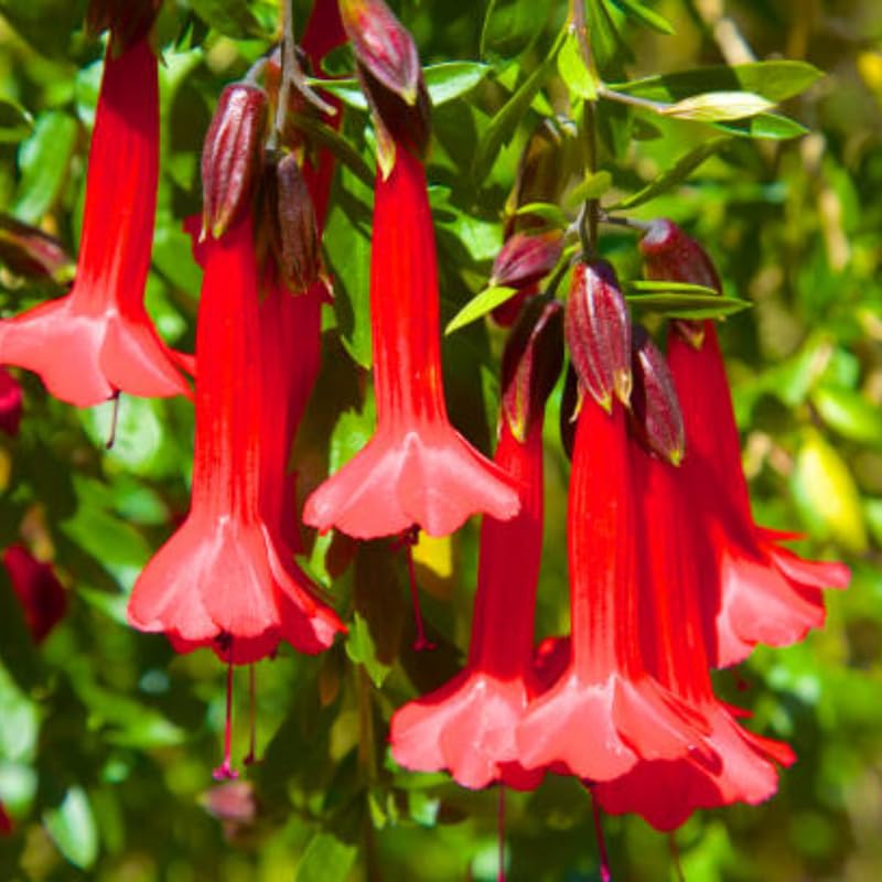 Fuchsia Plants Live, Gold and Red Foliage, 6-12 Inch Tall, Autumnale Variety, Trailing Flowering Plant, Ideal for Hanging Baskets