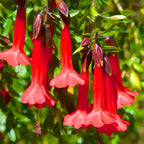 Fuchsia Plants Live, Gold and Red Foliage, 6-12 Inch Tall, Autumnale Variety, Trailing Flowering Plant, Ideal for Hanging Baskets