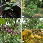Pawpaw Tree Live Plant for Planting, Well-Rooted 12-18" in Quart Pot, Low Maintenance Tropical-Style Fruit Tree for Sunny Outdoor Spots