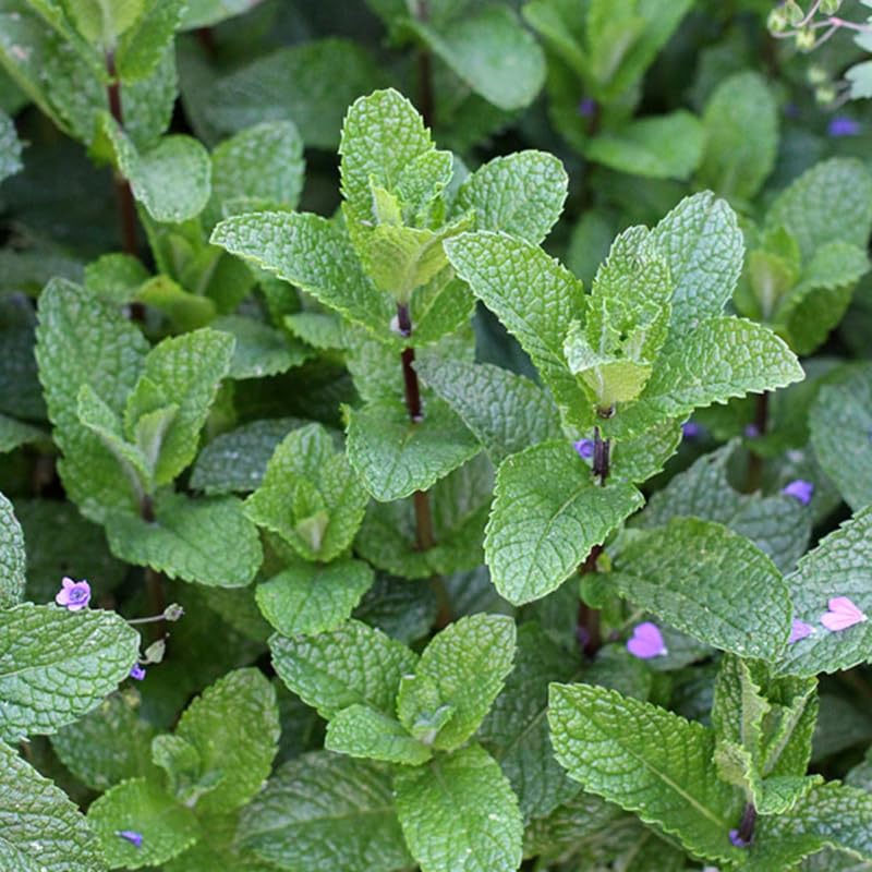 Chocolate Mint Plants Live, Mint Plants for Inside and Home Décor, 3-Inch Potted Fresh Herb for Indoor Outdoor Growing