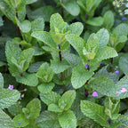 Chocolate Mint Plants Live, Mint Plants for Inside and Home Décor, 3-Inch Potted Fresh Herb for Indoor Outdoor Growing