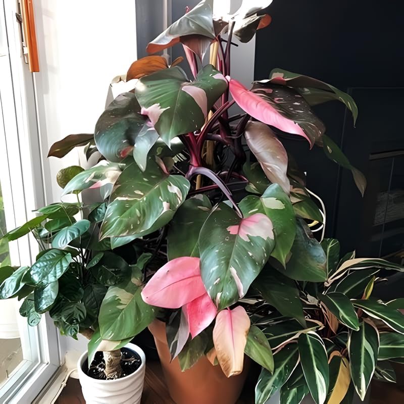 Philodendron Pink Princess Plants | Pink Princess Plant Live Houseplant in Self-Watering 4” Inch Pot | Easy-Care Indoor Plant for Shelves, Desks & Modern Spaces