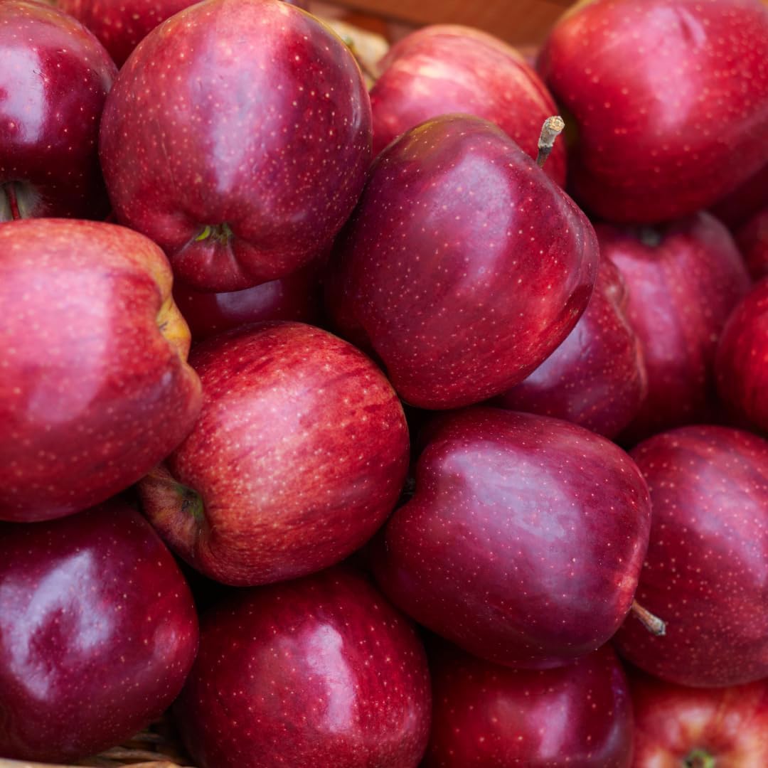 (No Ship to CA, HI, AK) Red Delicious Apple Tree Plant in 3 Gallon Pot, Apple Trees Live Plants Ready to Fruit, Live Fruit Trees for Outdoor Planting