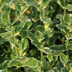 Peppermint Plants Live, Mint Plants for Inside and Home Décor, 3-Inch Potted Fresh Herb for Indoor Outdoor Growing
