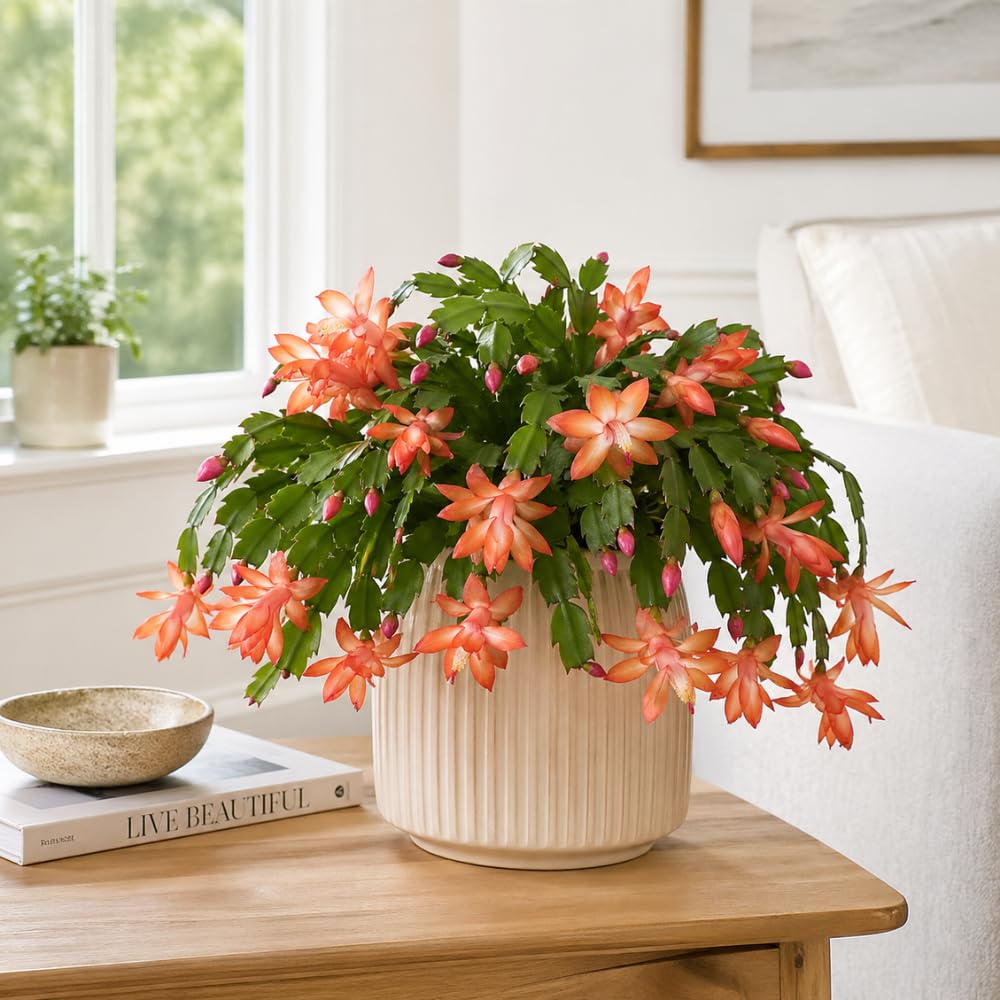 Orange Christmas Cactus Plant, 5-6 Inch Tall, Winter Blooming Succulent Starter for Home Décor, Low Maintenance Plant for Bright Indoor Spaces and Holiday Gifts